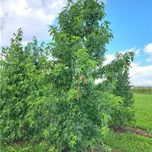 Liquidambar styraciflua