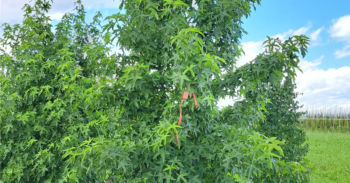 Liquidambar styraciflua