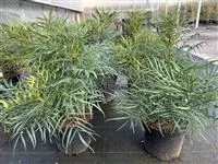 Mahonia eurybracteata 'Soft Caress' -R-