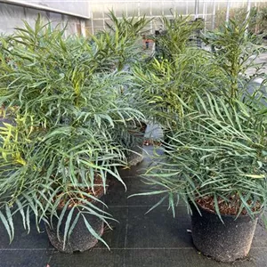 Mahonia eurybracteata 'Soft Caress' -R-