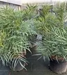 P2000558_1.jpg