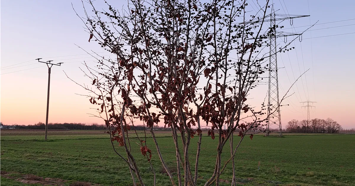 Parrotia persica
