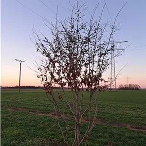 Parrotia persica