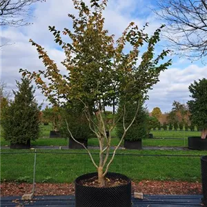 Parrotia persica