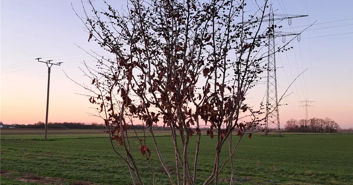 Parrotia persica