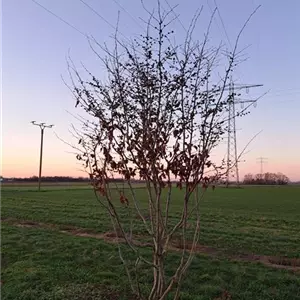 Parrotia persica