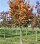 P100086_6.jpg