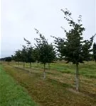 P100086_7.jpg