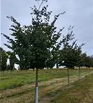 P100086_8.jpg