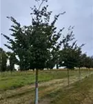 P100086_8.jpg