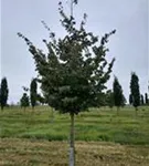 P100086_9.jpg