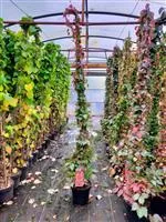 Parthenocissus tric.'Veitchii'