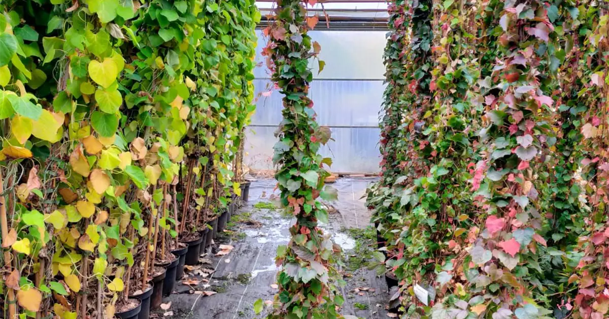 Parthenocissus tric.'Veitchii'