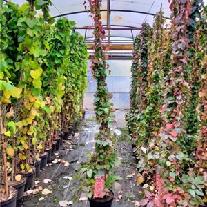 Parthenocissus tric.'Veitchii'