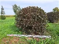 Physocarpus opulifolius 'Diabolo'