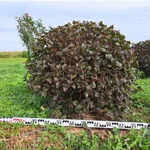 Physocarpus opulifolius 'Diabolo'