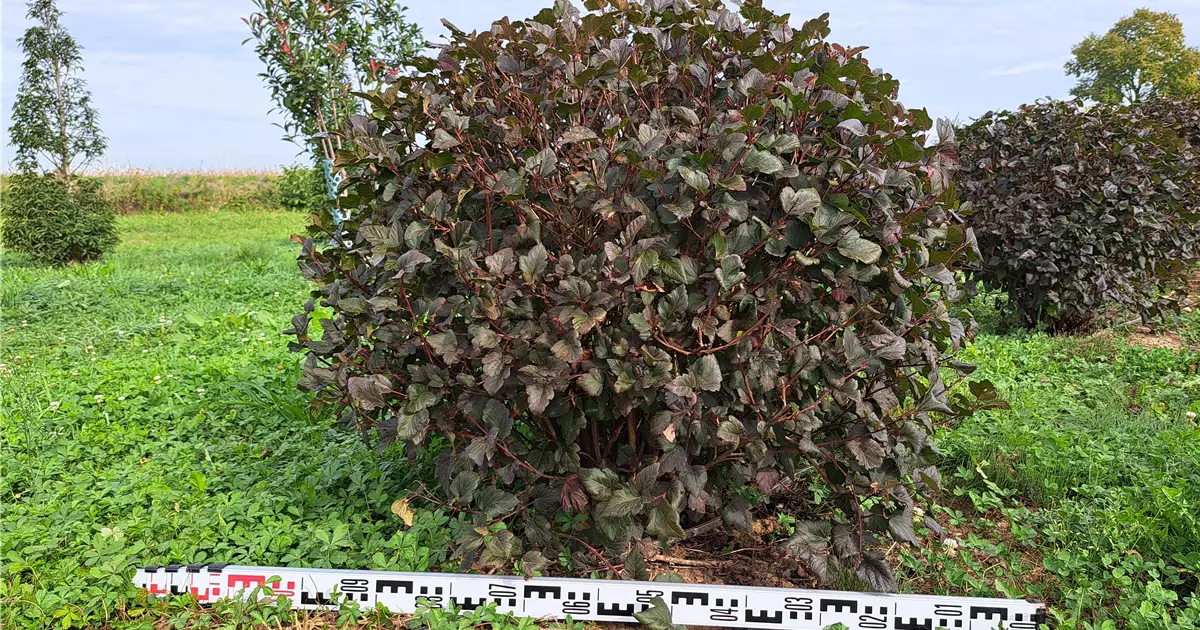 Physocarpus opulifolius 'Diabolo'