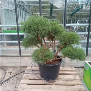 Pinus sylvestris 'Watereri'