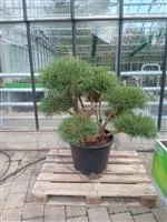 Pinus sylvestris 'Watereri'