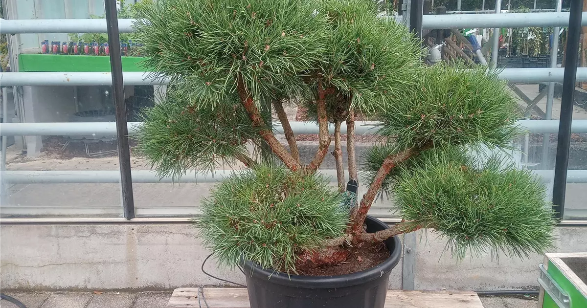 Pinus sylvestris 'Watereri'