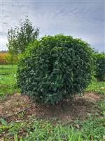 Prunus lusitanica 'Angustifolia'