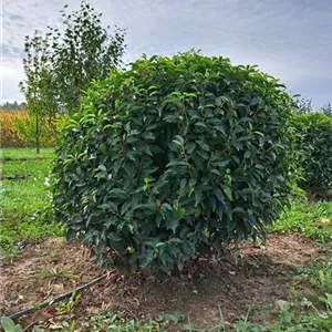 Prunus lusitanica 'Angustifolia'