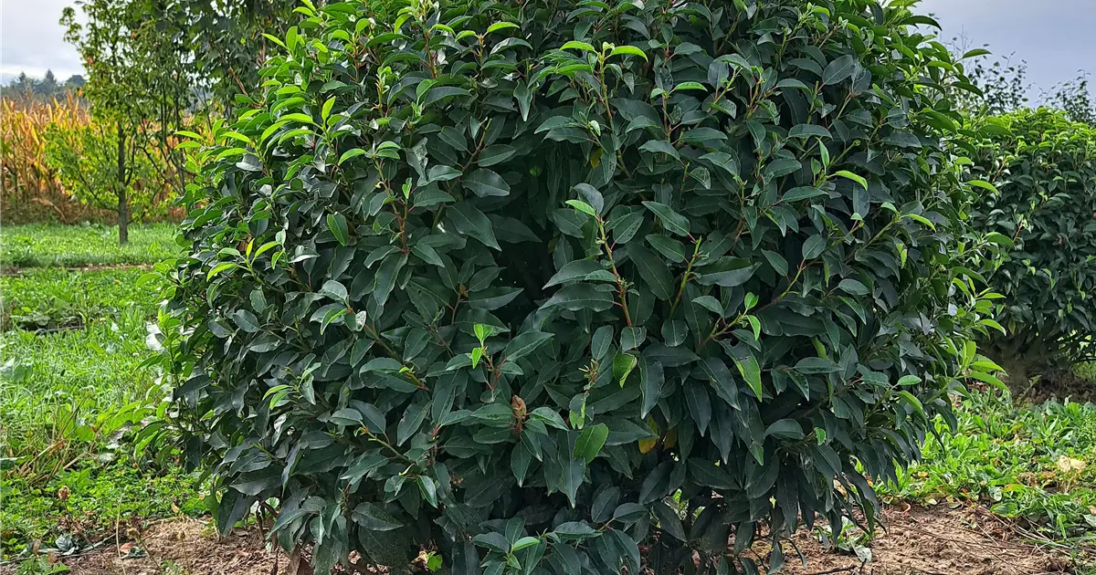 Prunus lusitanica 'Angustifolia'