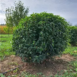Prunus lusitanica 'Angustifolia'