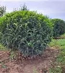 P2000080_4.jpg