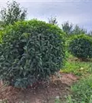 P2000080_5.jpg