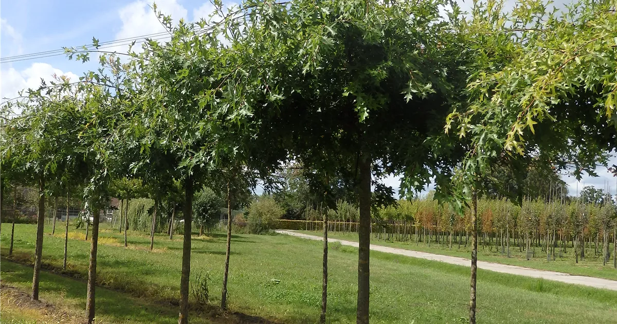 Quercus palustris