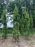 Quercus robur 'Fastigiata Koster'