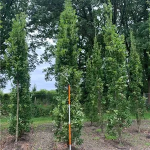 Quercus robur 'Fastigiata Koster'