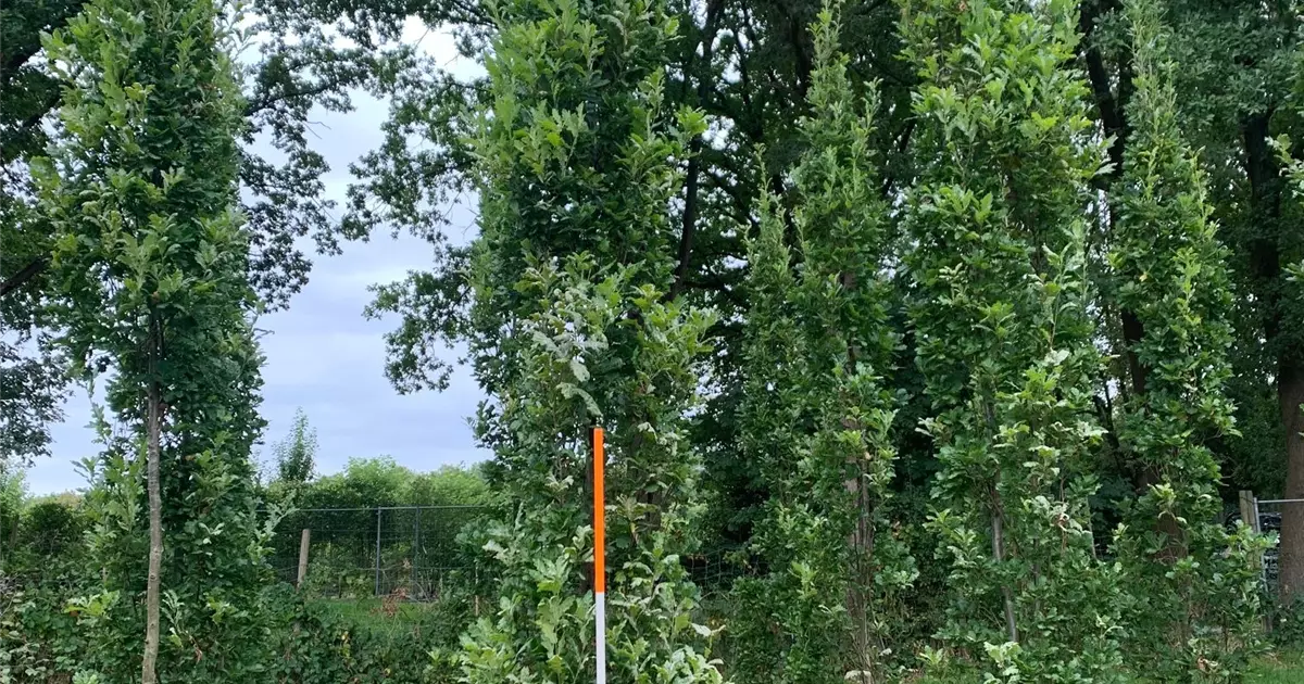 Quercus robur 'Fastigiata Koster'