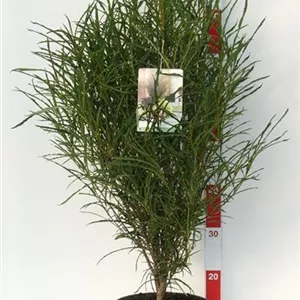 Rhamnus frangula 'Fine Line' -R-