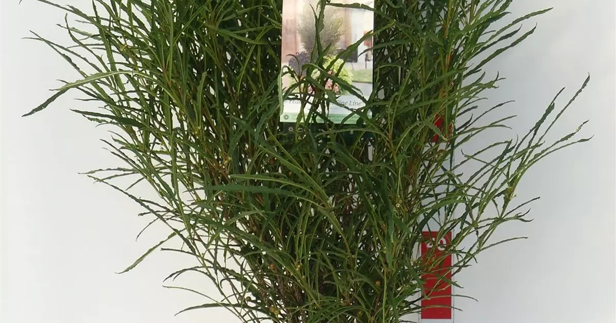 Rhamnus frangula 'Fine Line' -R-
