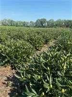 Rhododendron Hybr.'Cunningham's White' I