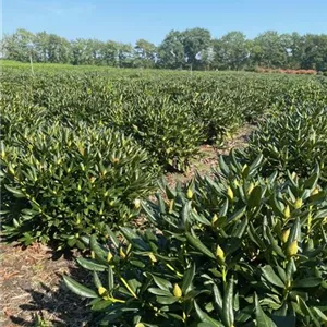 Rhododendron Hybr.'Cunningham's White' I