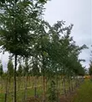 P4628_8.jpg