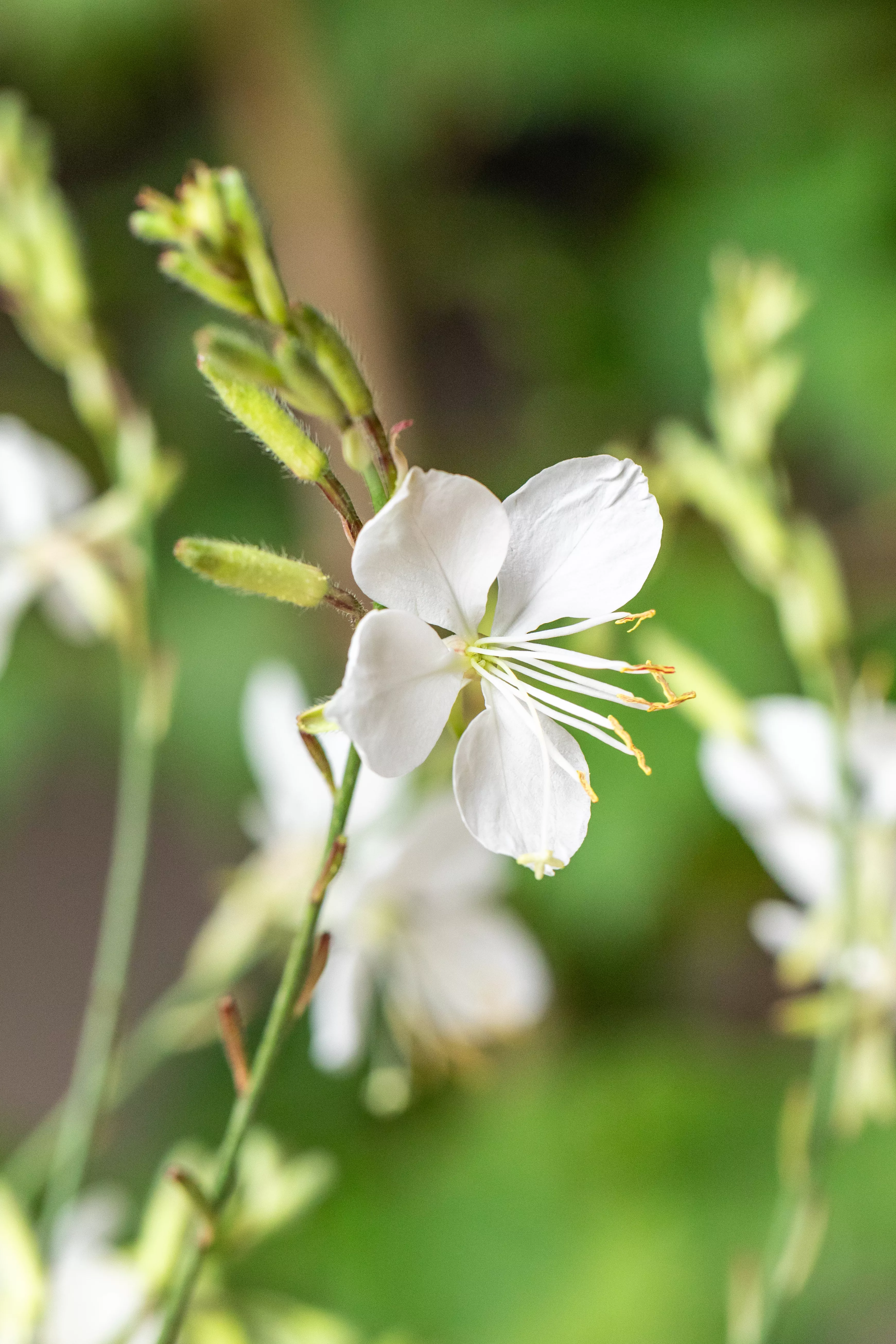 Gaura lindheimeri 'Geyser White'