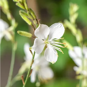 Gaura lindheimeri 'Geyser White'