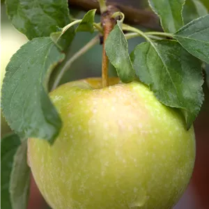 Malus 'Pinova' -S- CAC