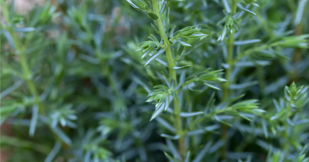 Juniperus com.'Sentinel'
