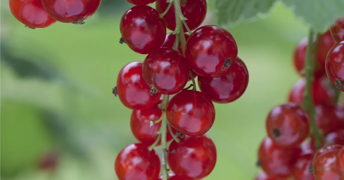 Ribes rubrum 'Rosetta' CAC I
