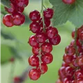 Ribes rubrum