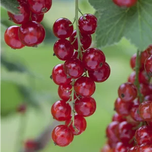 Ribes rubrum 'Rosetta' CAC I