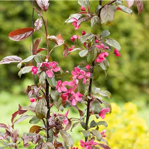 Malus 'Scarlett'