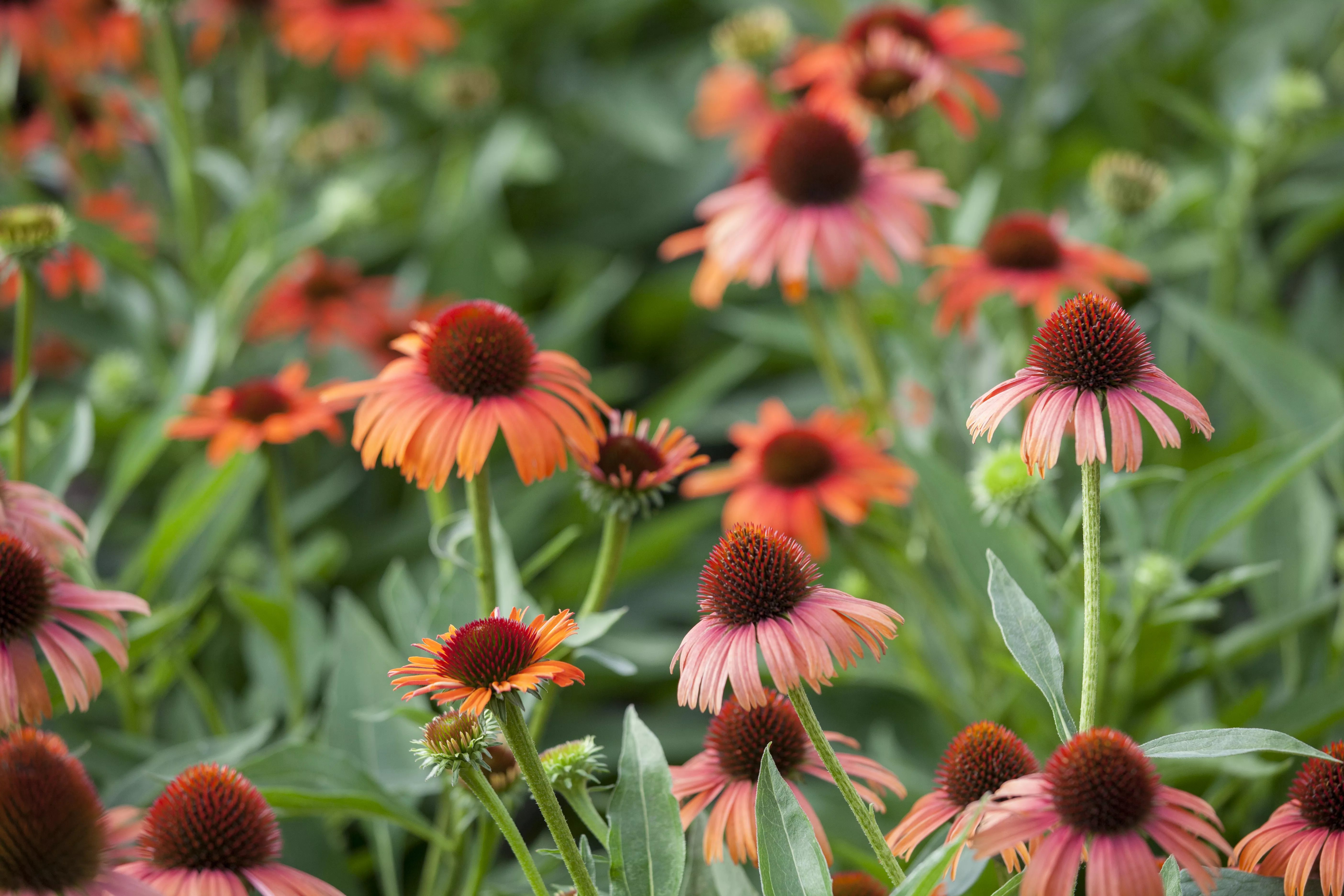Echinacea purpurea i.S.