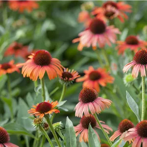 Echinacea purpurea i.S.