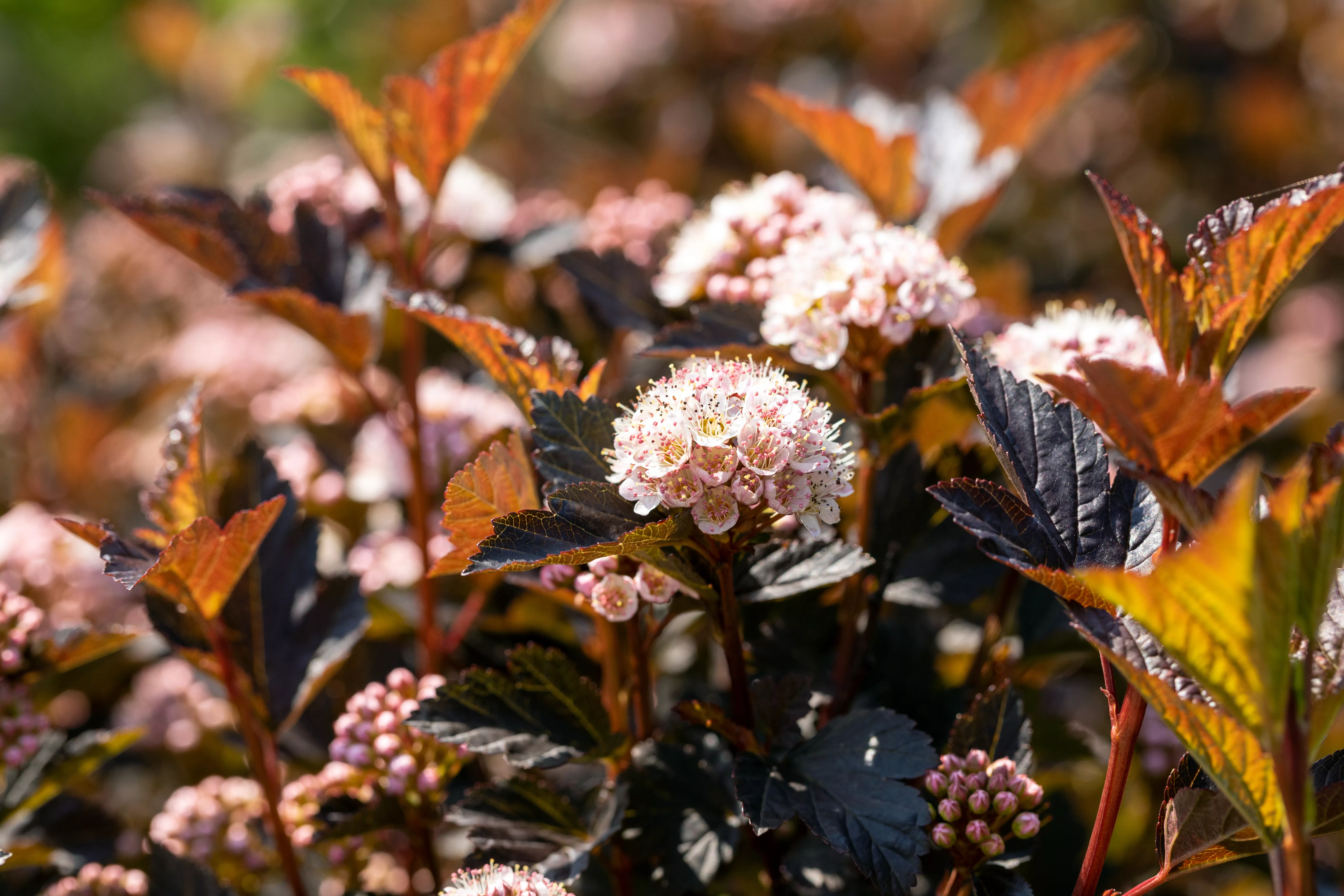 Physocarpus opulifolius 'Tiny Wine' -R-